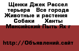 Щенки Джек Рассел терьера - Все города Животные и растения » Собаки   . Ханты-Мансийский,Пыть-Ях г.